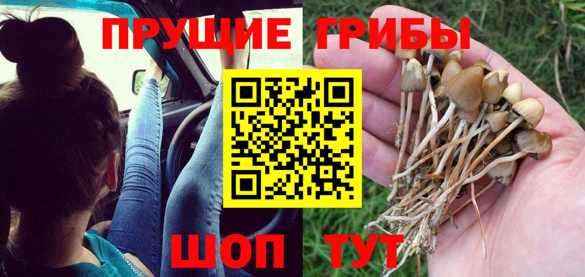 Лосино-Петровский  Псилоцибиновые грибы Psilocybe  Вход с VPN 